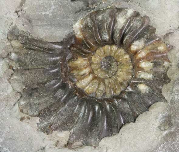 Ammonite (Pleuroceras) Fossil - Burgebrach, Germany #77236